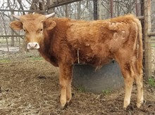 Truffles Steer