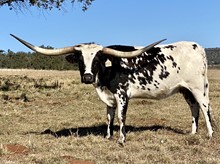 LM TEXANA COWGIRL