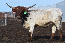 6CR 2TUFF2 CHIT CHAT