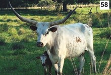 TEXAS DYNA