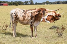 Alphie's Glory 65/23