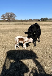 ROCKETTE RL #3 326 (EMBRYO)