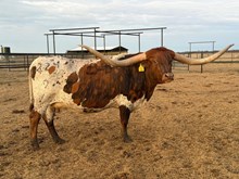 CUT'N FLAIR 🇺🇸