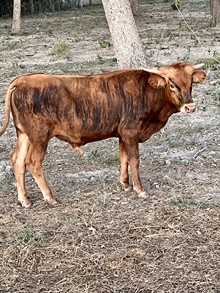 EL Camino BCR 202