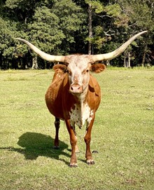 TEXAS DYNA BW 68/7