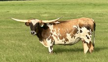 ROCKETTE RL 34