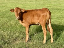 MISS ALAMO RL 58