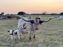 SPANISH FEVER RL 521