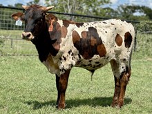 Cowboy Tuff Chex x SHR Jubilee CFA
