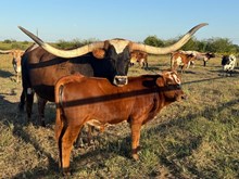 M2 STARBRIGHT 🇺🇸