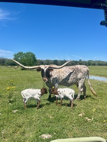 FROZEN EMBRYO HL ROYAL ROSE X COWBOY TUFF CHEX 