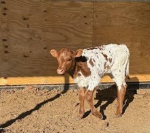 TCR JOAN JETT TAG 600