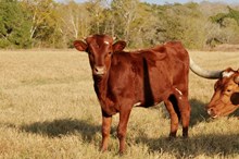 BCR CACTUS FLOWER 513