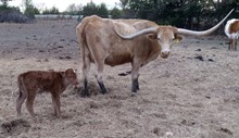 Texa Lezawe Bull calf 2022